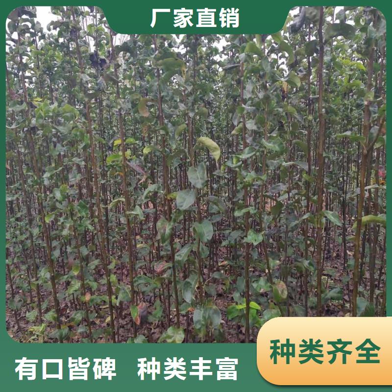秋月梨種植苗專業合作社