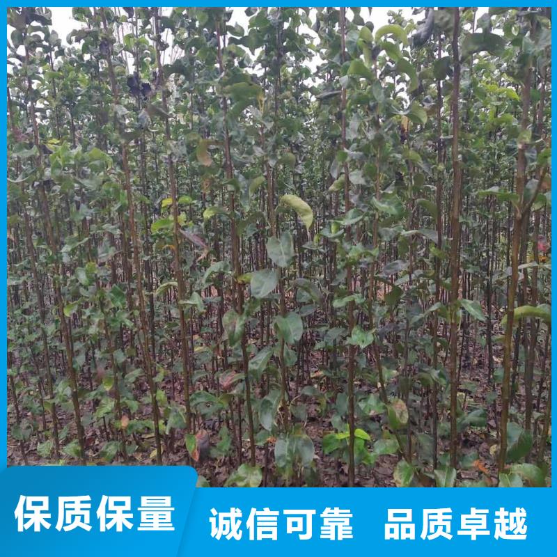 秋月梨種植苗價格