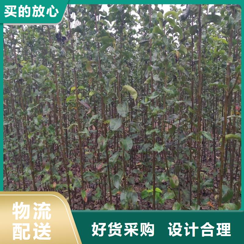 秋月梨種植苗批發基地
