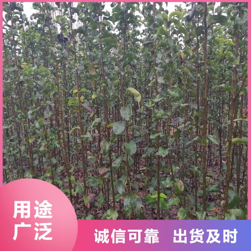 秋月梨種植苗出售