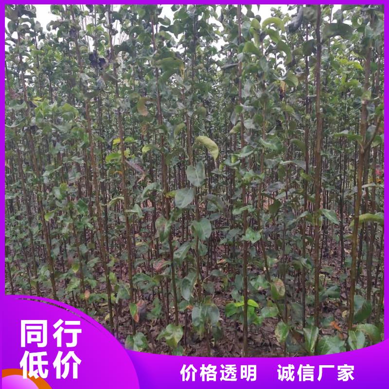 秋月梨苗報價