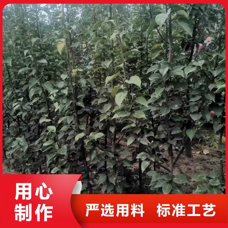 秋月梨树苗批发基地