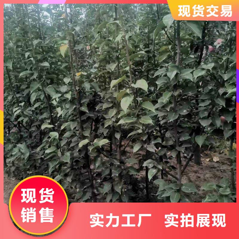 梨杜梨苗可放心采購