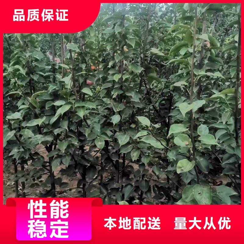 梨海棠苗海量現(xiàn)貨直銷