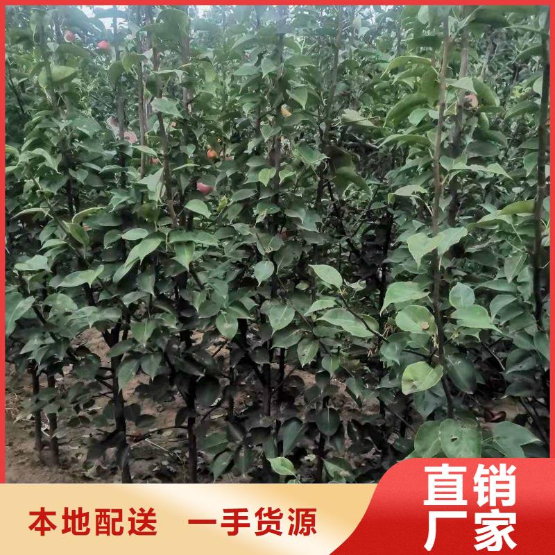 梨香酥梨树苗满足多种行业需求