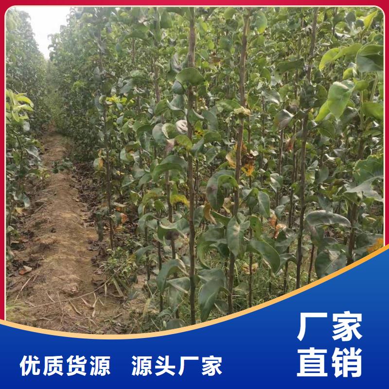 梨杜梨苗資質認證