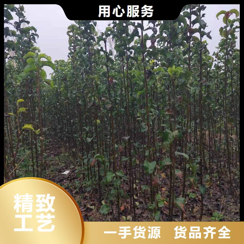 秋月梨苗廠家