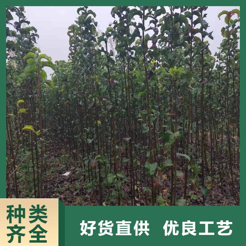 秋月梨種植苗行情