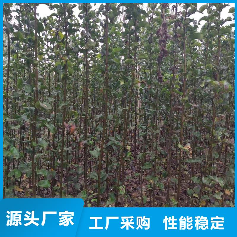 秋月梨苗報價