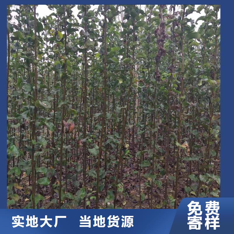 梨秋月梨樹苗誠信為本