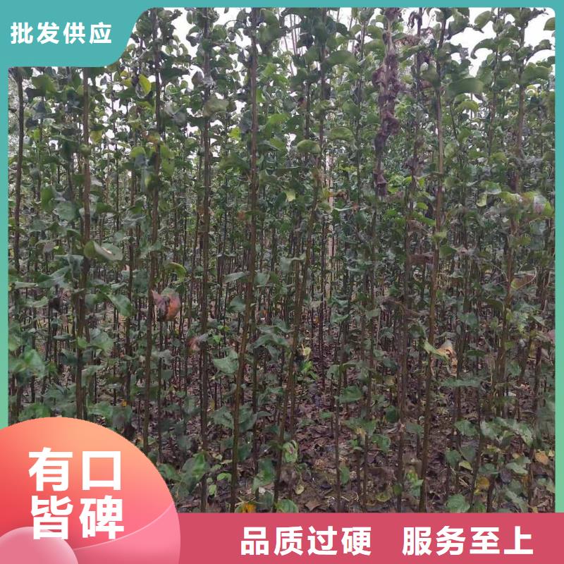 梨瑞蟠101桃樹苗精品選購