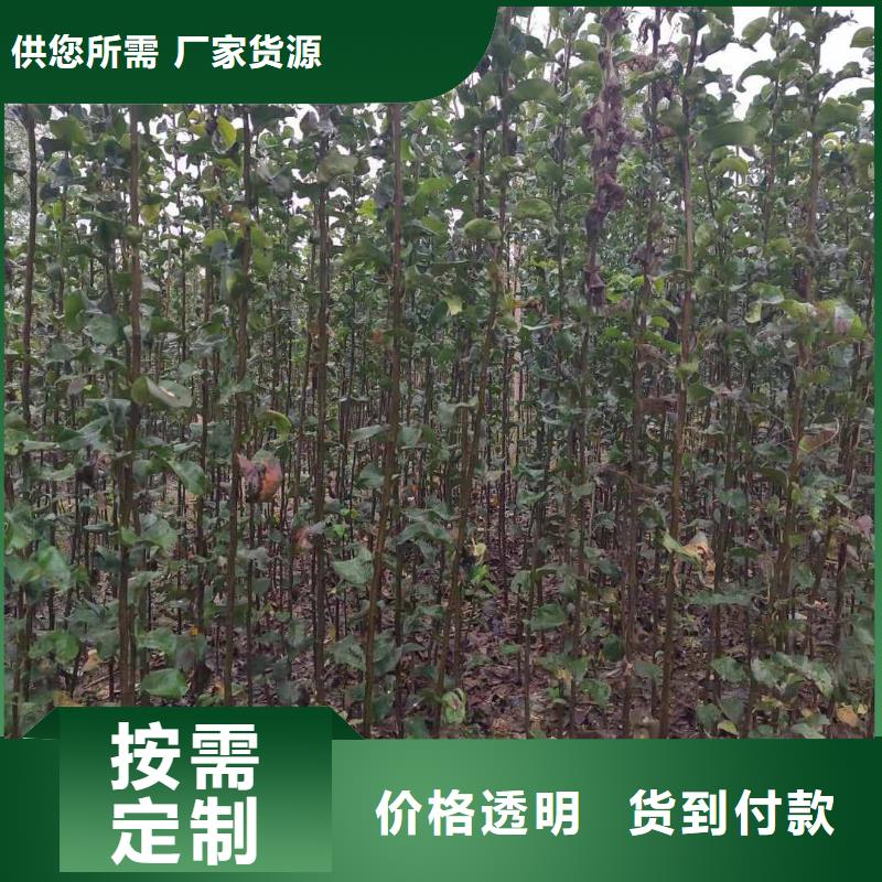 梨香酥梨樹苗滿足多種行業需求