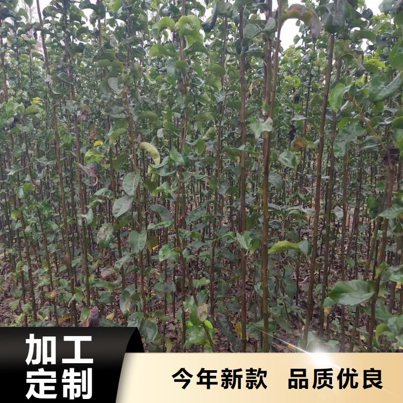 秋月梨苗怎么賣