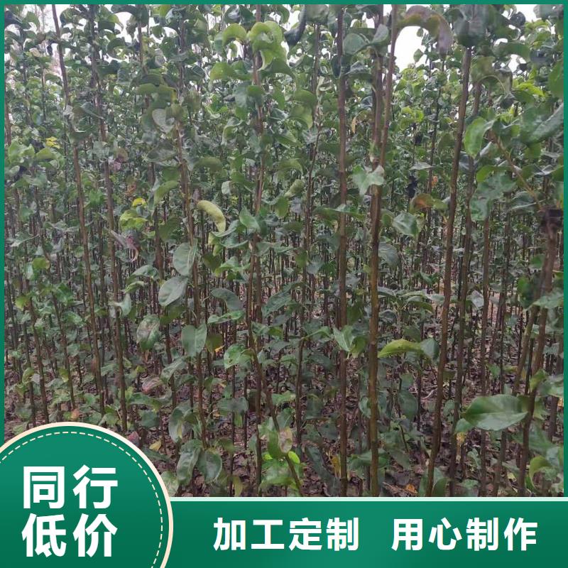 梨毛桃苗生產加工