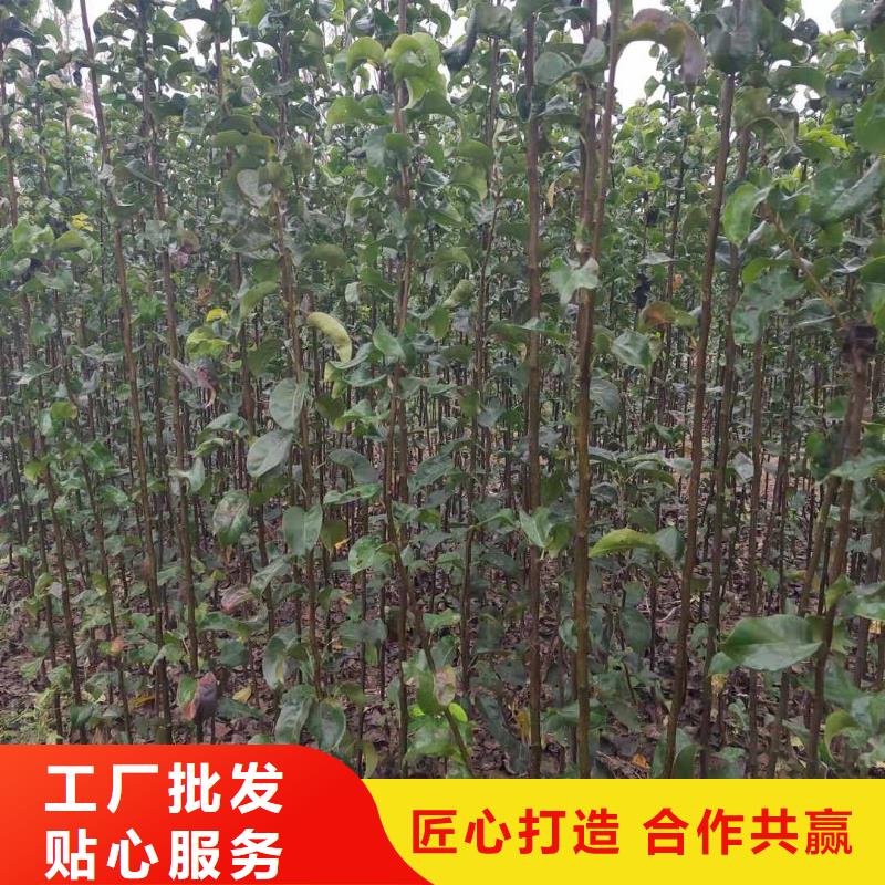 秋月梨種植苗生產(chǎn)基地