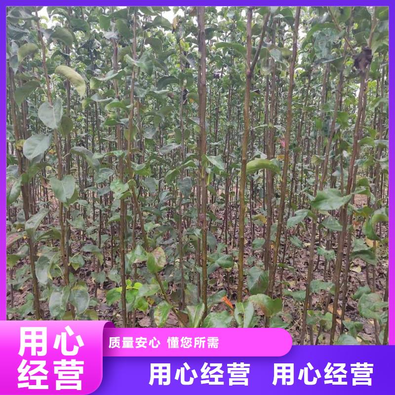 秋月梨種植苗苗圃基地