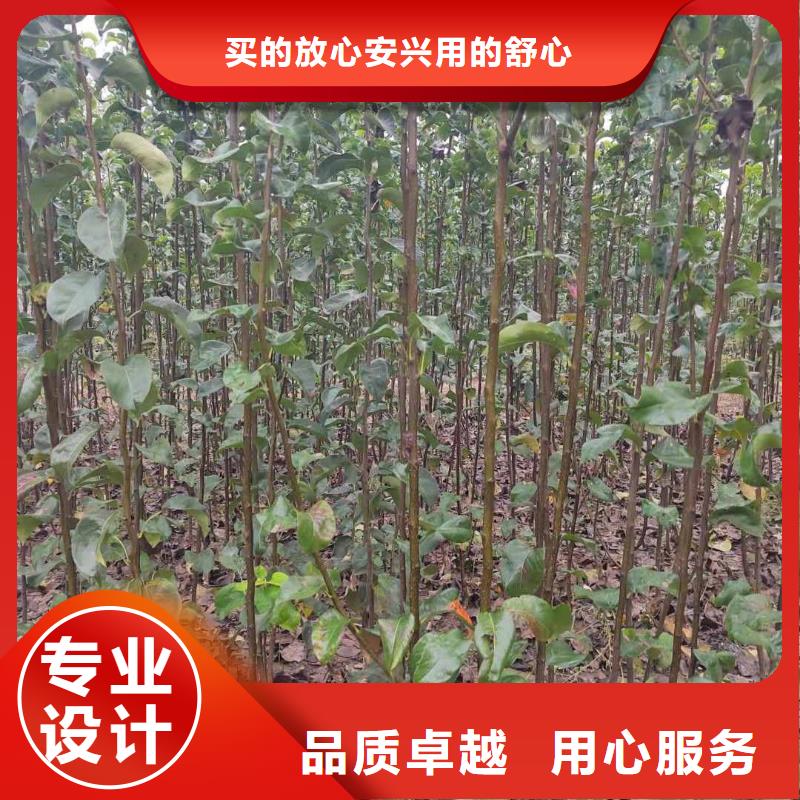 秋月梨樹苗出售