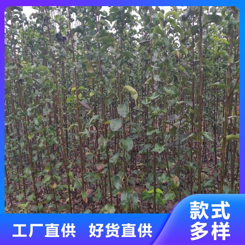 梨海棠苗海量現(xiàn)貨直銷