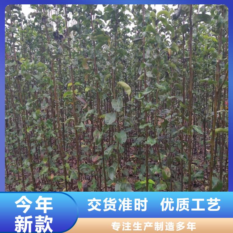 梨海棠苗海量現(xiàn)貨直銷