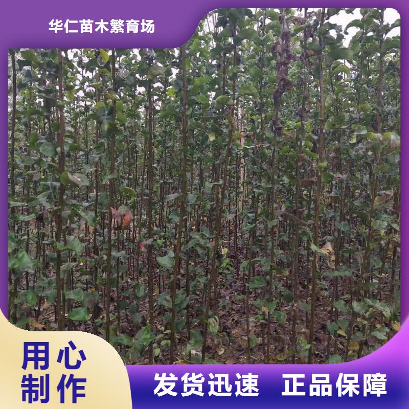秋月梨树苗批发基地