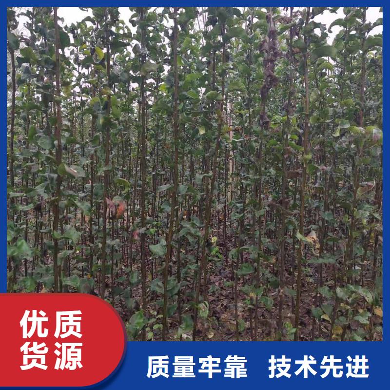 秋月梨樹苗出售