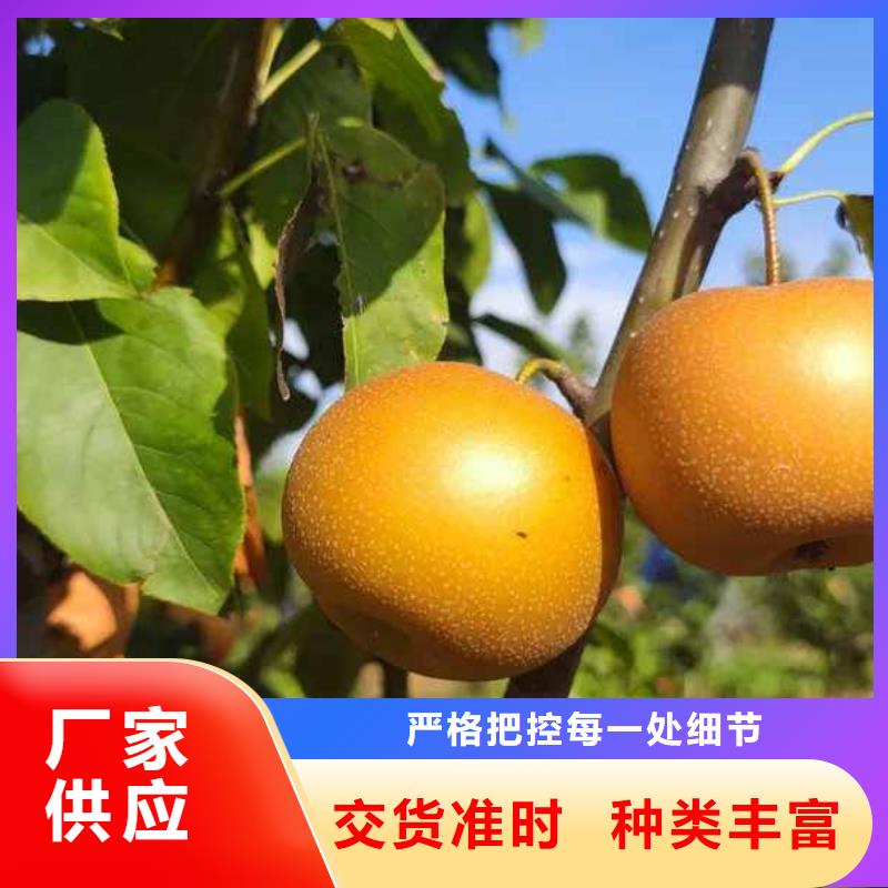 梨杜梨苗客戶好評