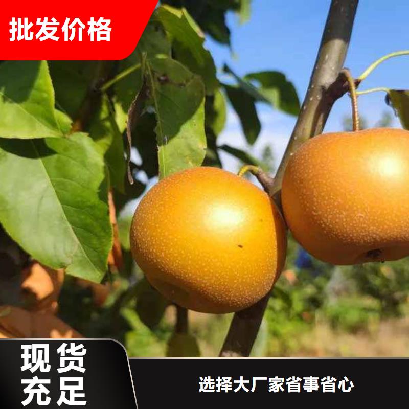 梨,毛桃苗實地大廠