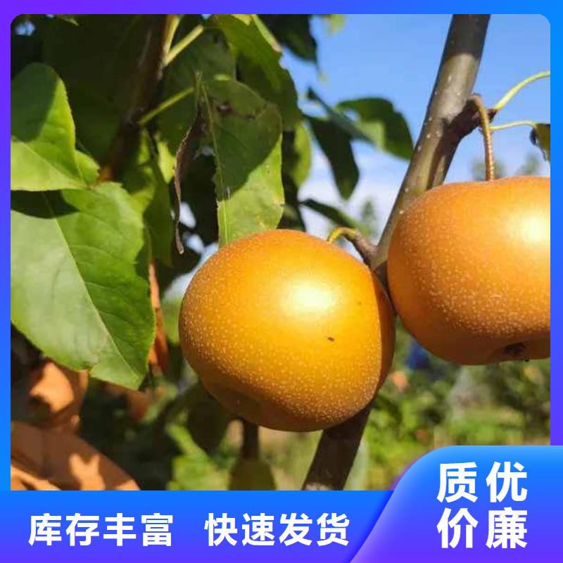 梨海棠苗实力商家
