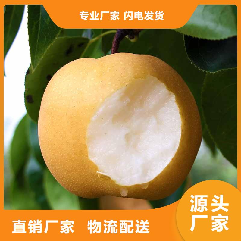 梨新梨7號梨樹苗采購無憂