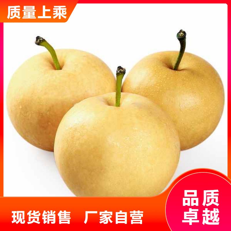 秋月梨苗畝產多少