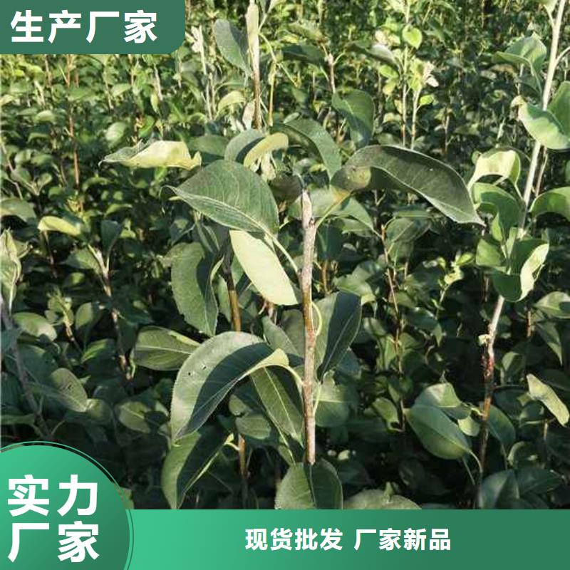 秋月梨樹苗品種