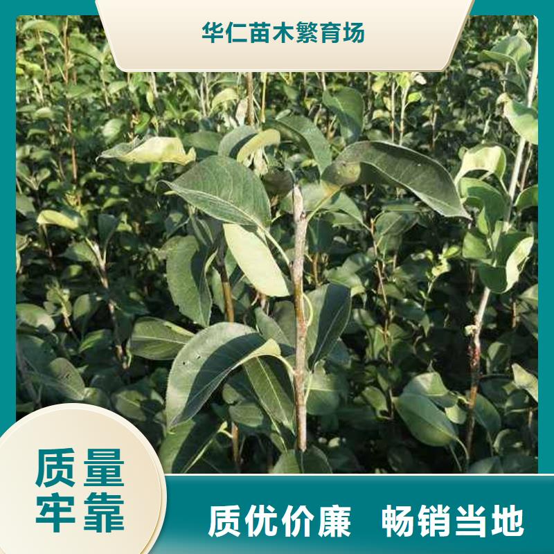 秋月梨苗新品種