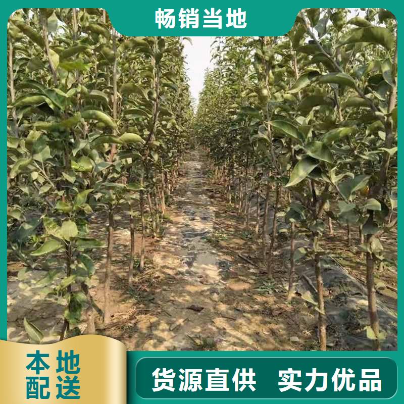 秋月梨樹苗品種