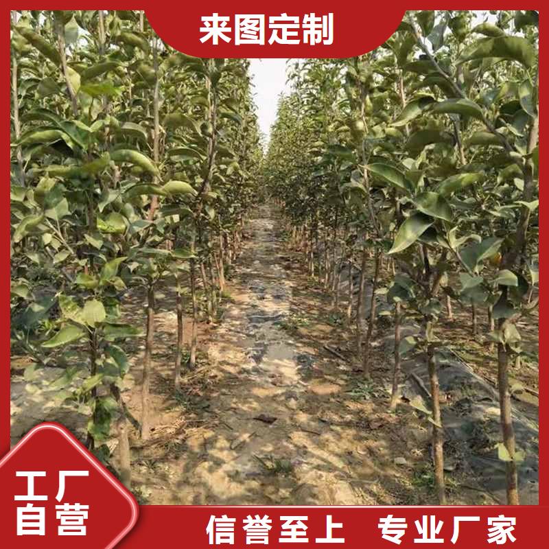 梨杜梨苗質量上乘
