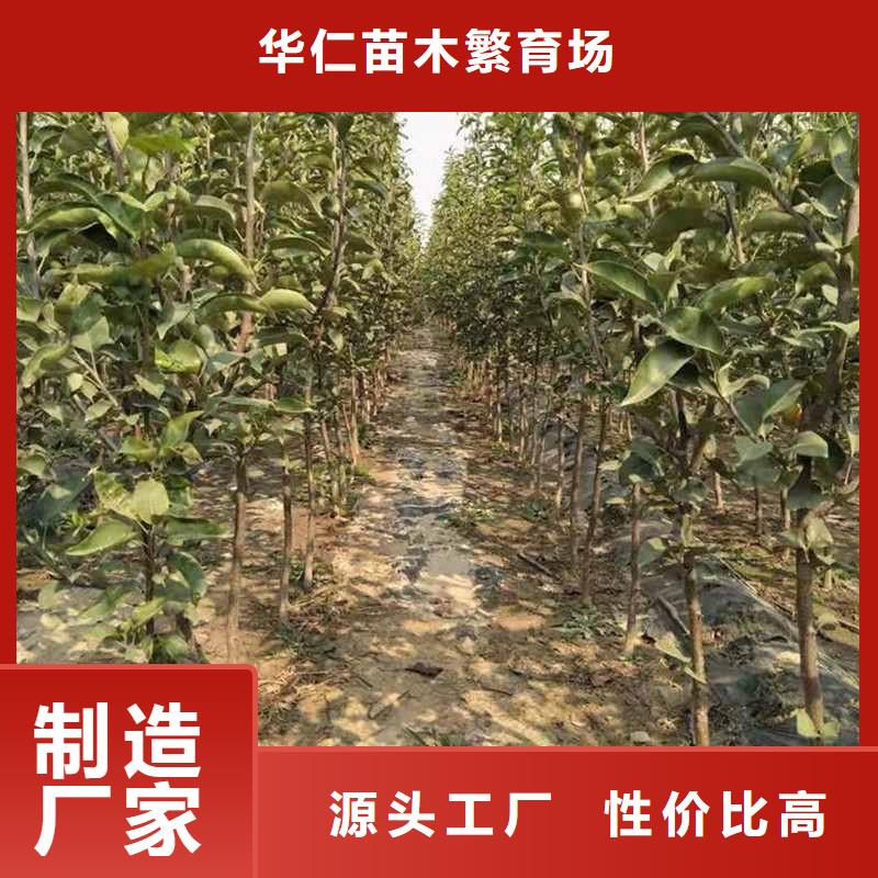 秋月梨樹苗廠家