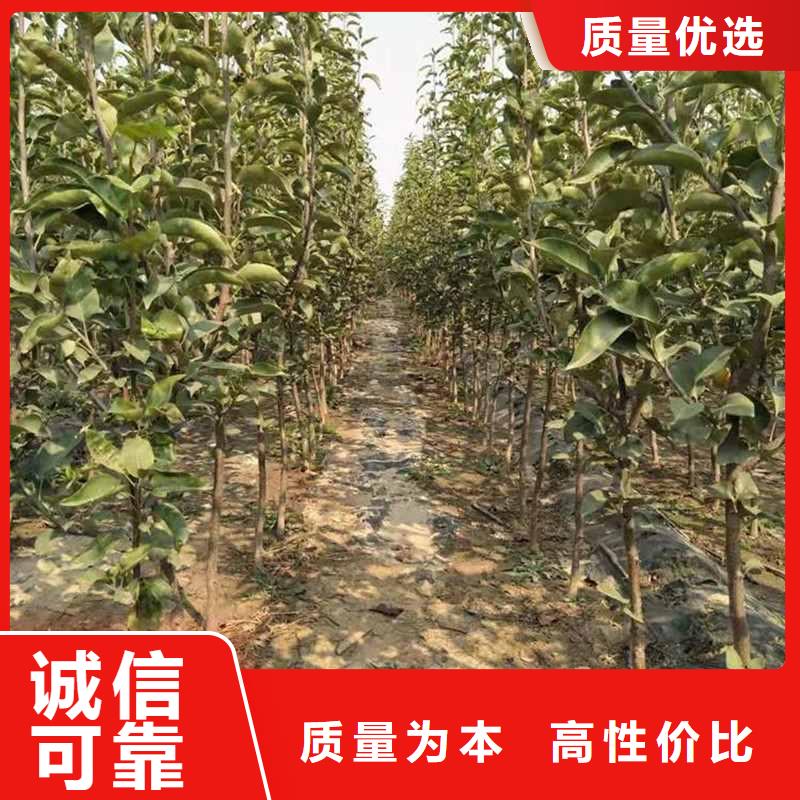 梨山桃苗敢與同行比服務