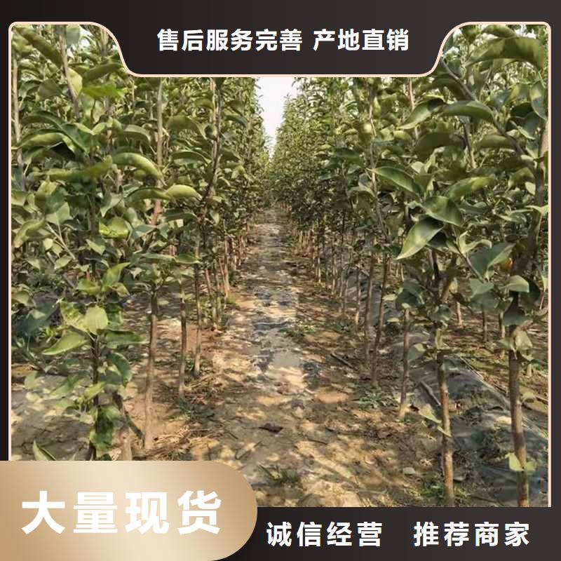 梨瑞蟠101桃樹苗價格有優(yōu)勢