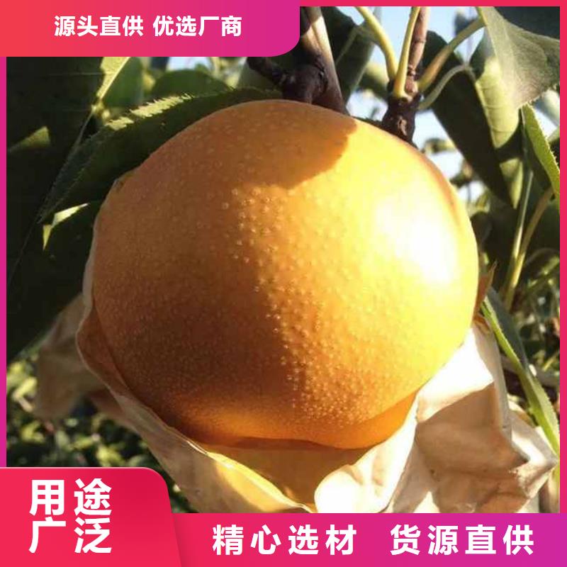 梨皇冠梨树苗为您精心挑选