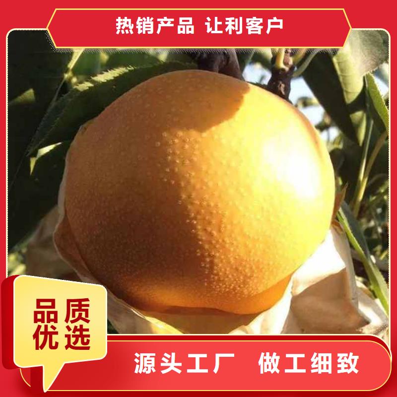梨毛桃苗大廠家實(shí)力看得見