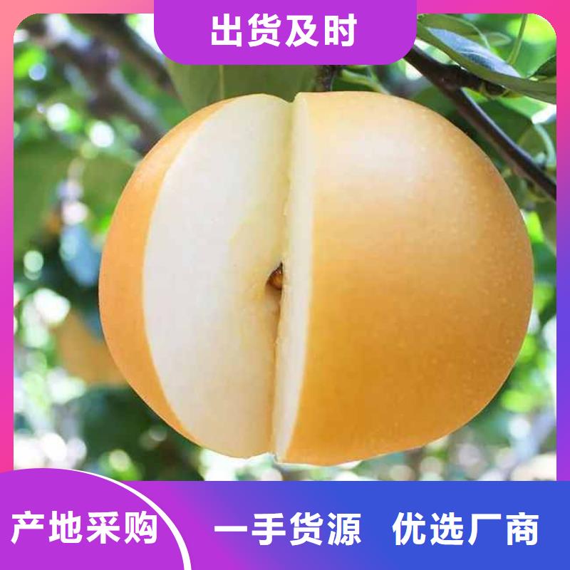 梨玉露香梨樹苗可零售可批發