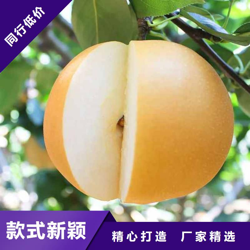 梨奧紅全紅梨樹苗優(yōu)質(zhì)材料廠家直銷