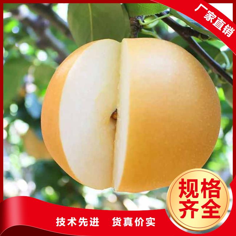 秋月梨樹苗合作社