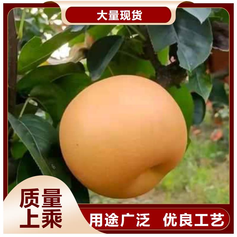 梨紅香酥梨樹苗一手貨源