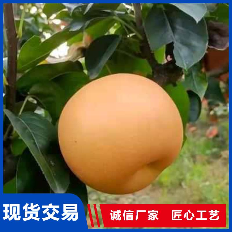秋月梨樹苗出售
