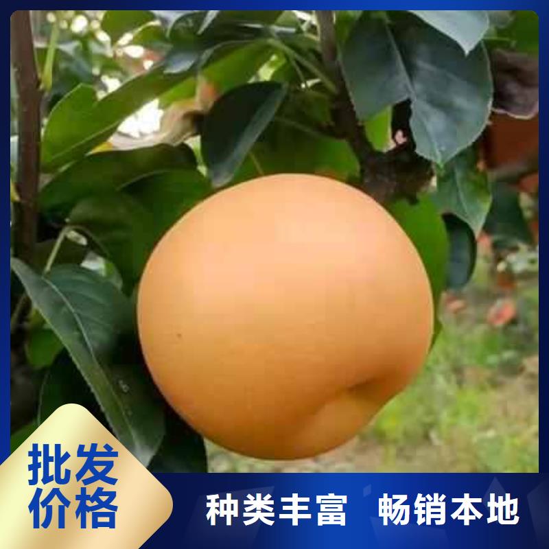 【梨】新梨7號梨樹苗貼心服務