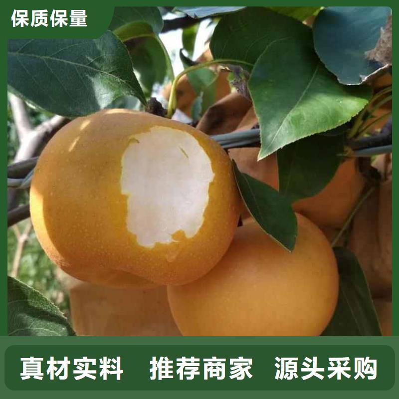 梨梨樹苗基地大廠生產品質