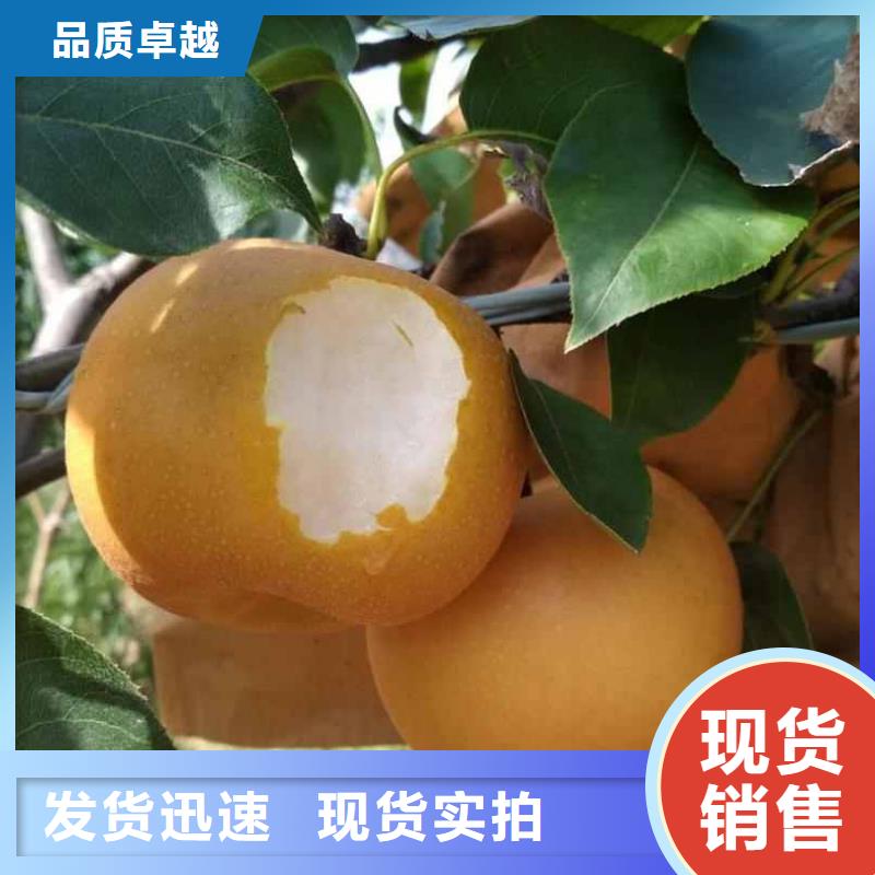 秋月梨樹苗品種