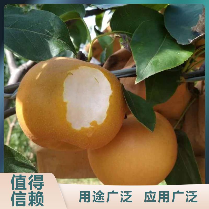 秋月梨樹(shù)苗廠(chǎng)家