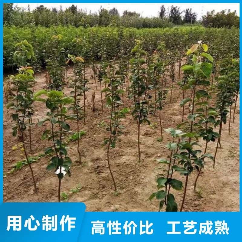 秋月梨種植苗一畝地種植利潤
