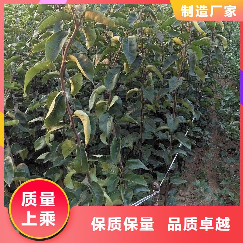 秋月梨苗原產地